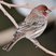House Finch